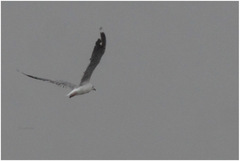 Chroicocephalus cirrocephalus