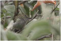 Hemitriccus nidipendulus
