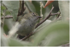 Hemitriccus nidipendulus