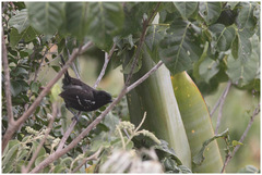 Formicivora littoralis