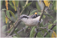 Formicivora littoralis