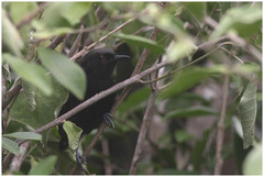 Formicivora littoralis