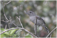 Thamnophilus ambiguus