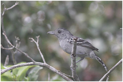 Thamnophilus ambiguus