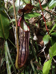 Nepenthes faizaliana