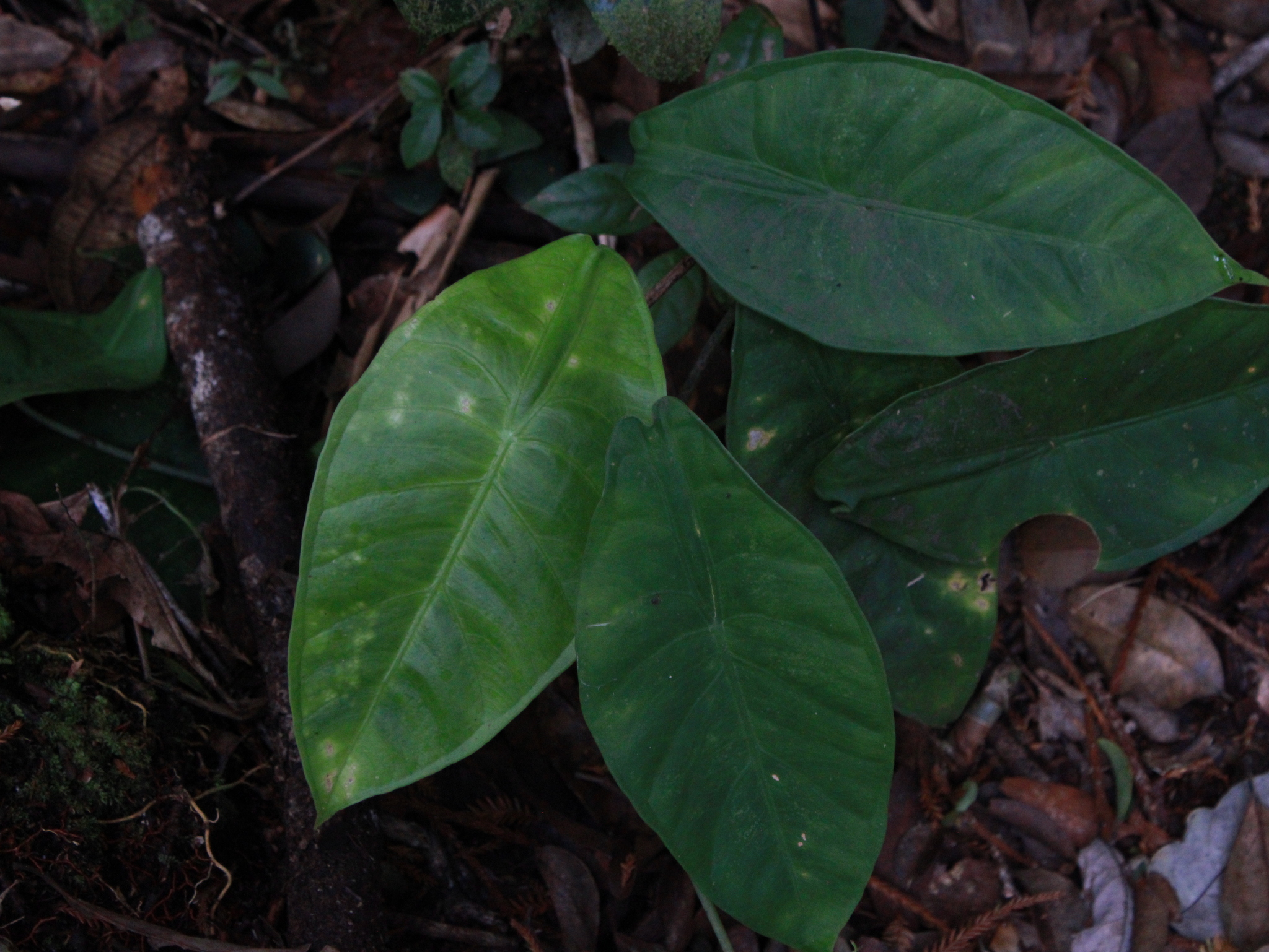 Alocasia peltata M.Hotta