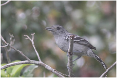 Thamnophilus ambiguus