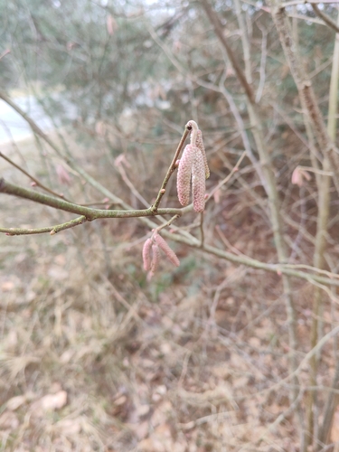 common hazel