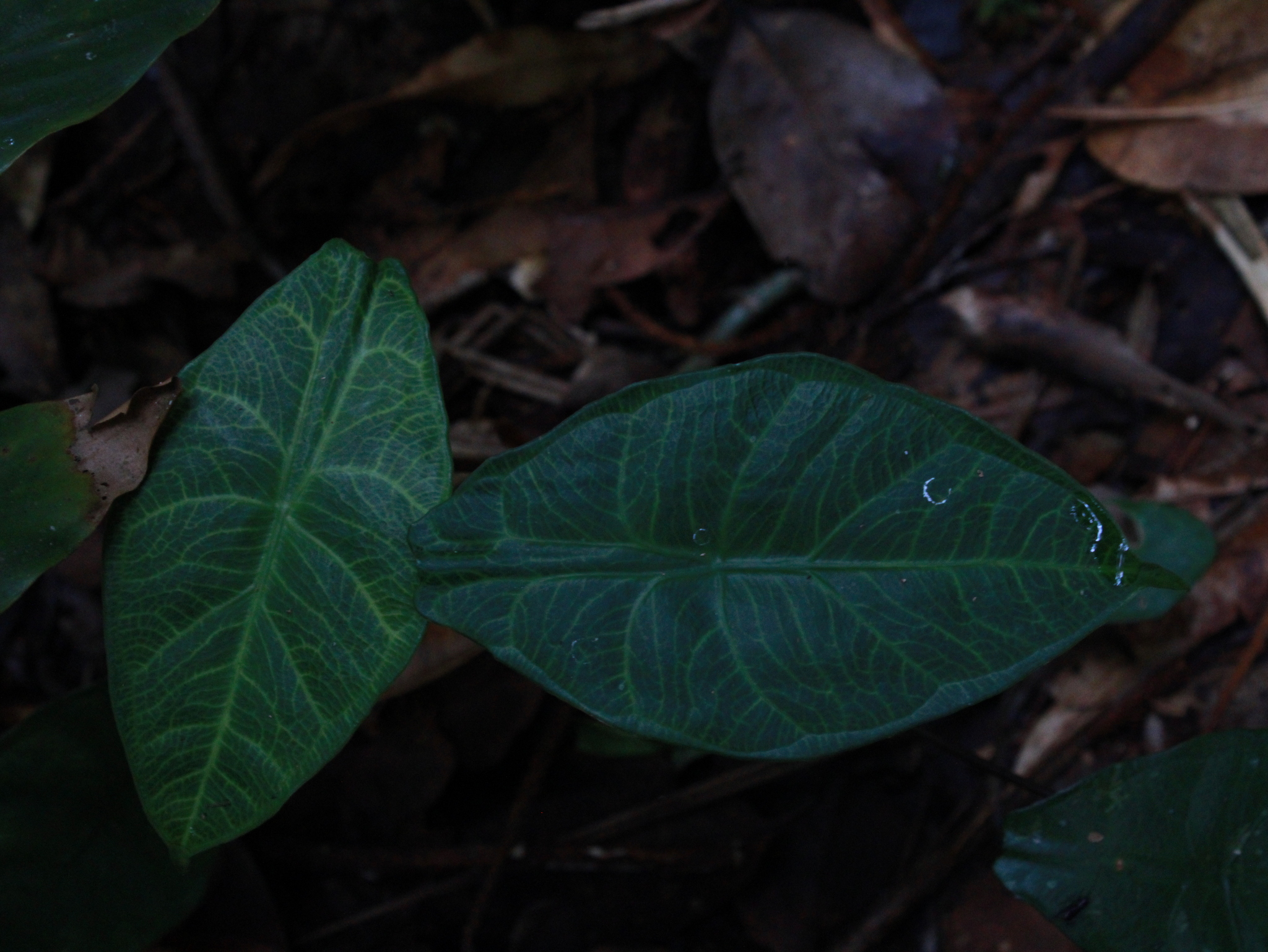 Alocasia peltata M.Hotta 2