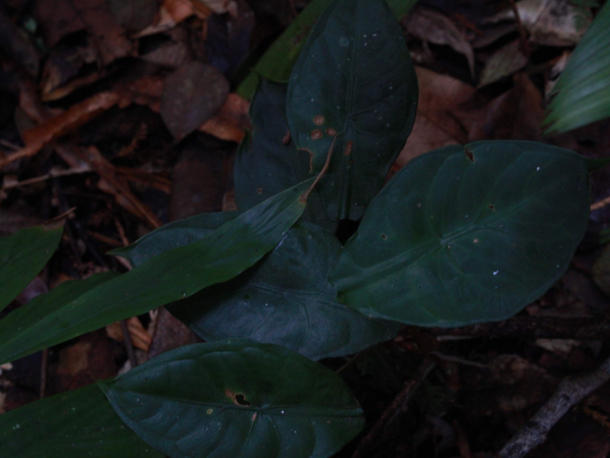 Alocasia peltata M.Hotta 3