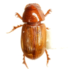 Xeropsamobeus acerbus