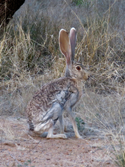 Lepus alleni