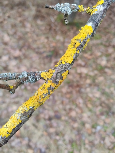 Common Sunburst Lichen