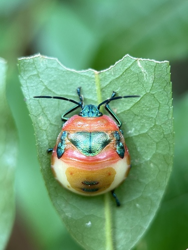 Tea Seed Bug