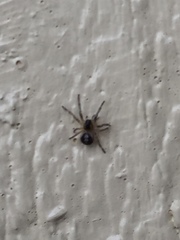 Zygiellinae
