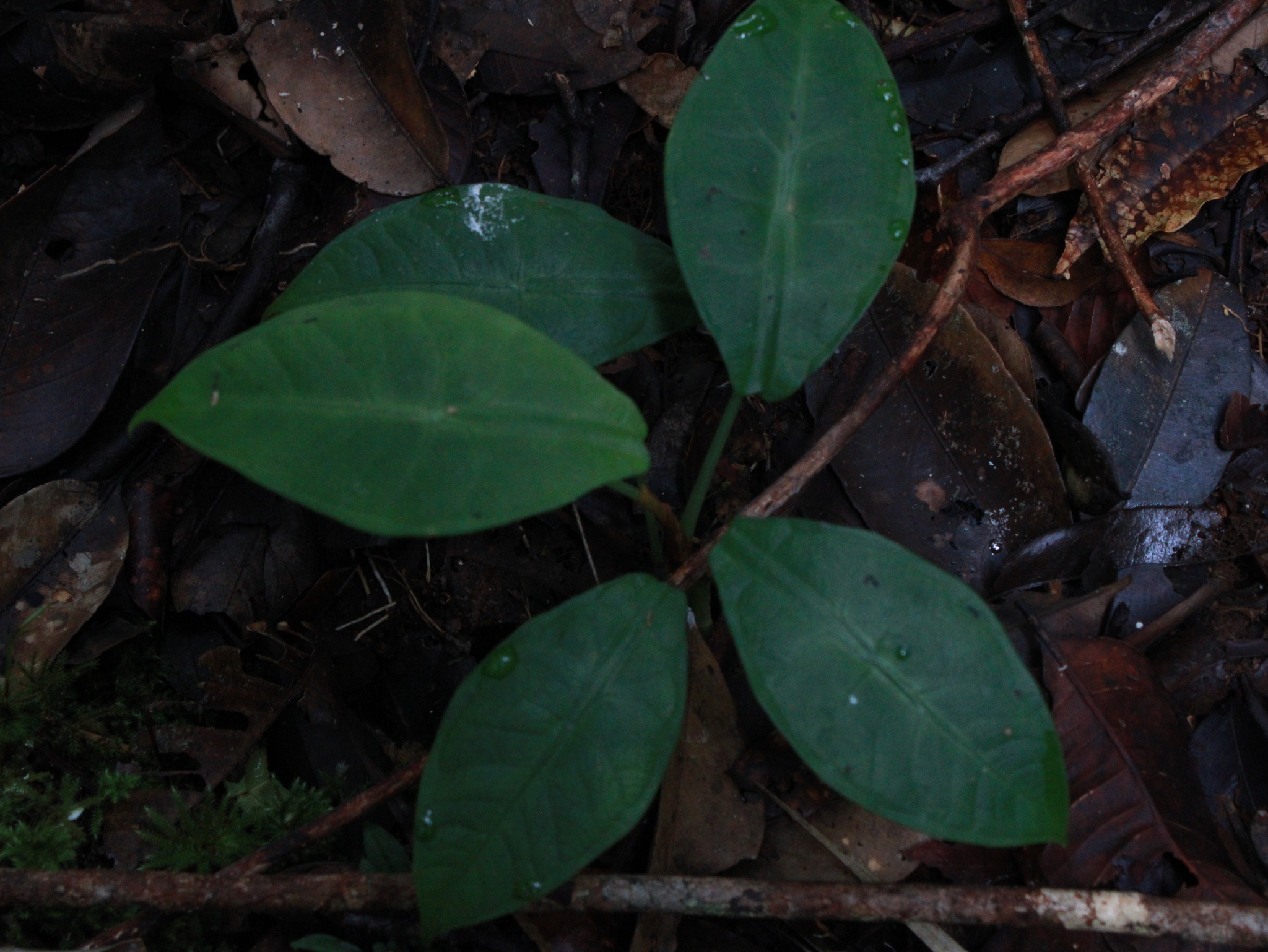 Alocasia peltata M.Hotta 4