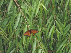 Limenitis archippus obsoleta