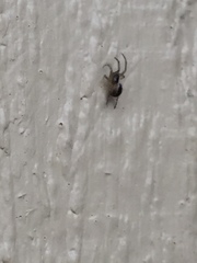 Zygiellinae