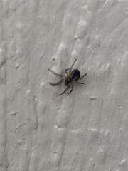 Zygiellinae