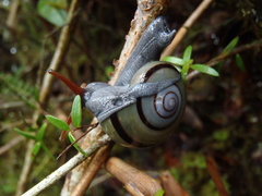 Vitrinula moluensis
