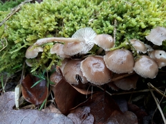 Mycena tintinnabulum