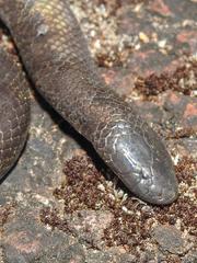 Mole Viper photo 2
