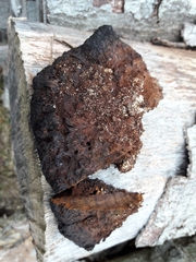 Inonotus cuticularis