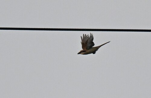 Brown Shrike