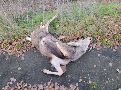 Mule Deer photographed in Idaho