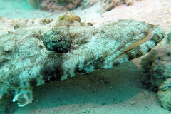 Papilloculiceps longiceps