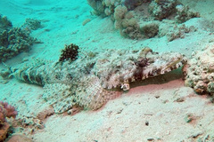 Papilloculiceps longiceps