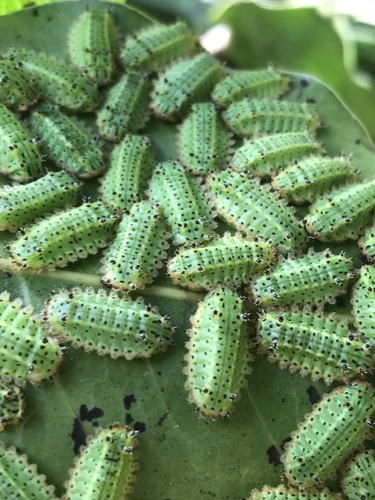 Acharia pauper