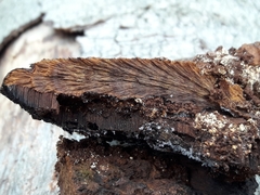 Inonotus cuticularis