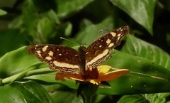 Anthanassa drusilla drusilla