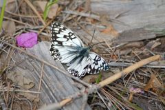 Melanargia occitanica