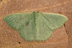 Phaiogramma faustinata