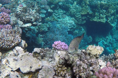 Calotomus viridescens