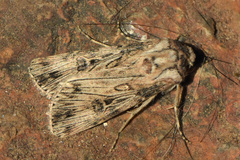 Agrotis herzogi