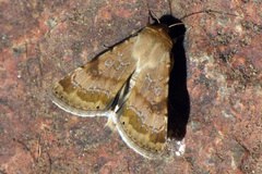 Heliothis nubigera