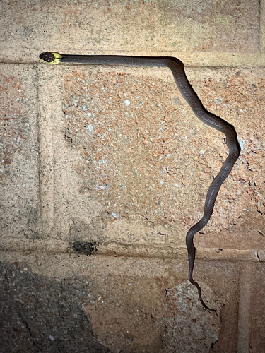 Photo of a Yellow-collared Wolf Snake (Lycodon flavicollis)
