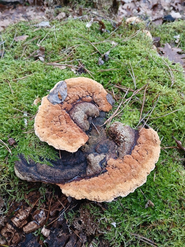 Osmoporus odoratus · December 2025 · photo: © solokultas (iNaturalist, cc-by)