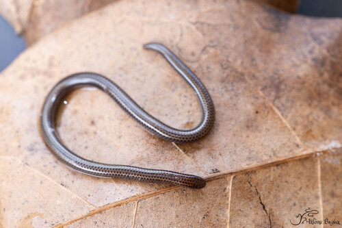 Two-lined Blind Snake