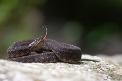Martinique Lancehead photo 3