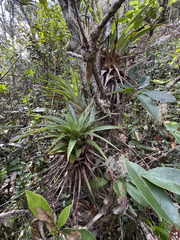 Giant Airplant (Catopsis floribunda)