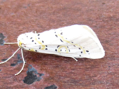 Philtraea paucimacula