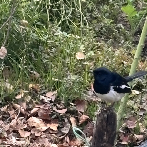 Oriental Magpie-Robin