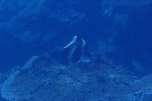 Photo of Black-striped Coachwhip (Heniochus pleurotaenia)