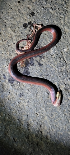 Mussurana montana