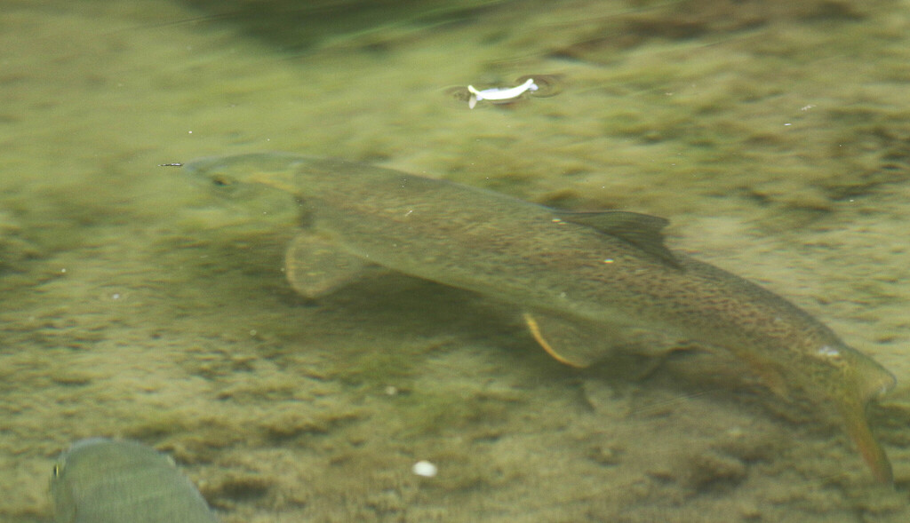 David's snowtrout (Schizothorax davidi) — Cyprinidae