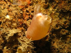 Halocynthia aurantium